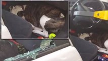 Enfermé dans une voiture en pleine canicule, ce chien n'allait pas survivre. Mais un miracle s'est produit