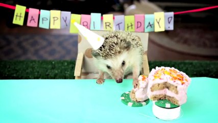 Ce petit hérisson fête son anniversaire. Il va vous faire fondre
