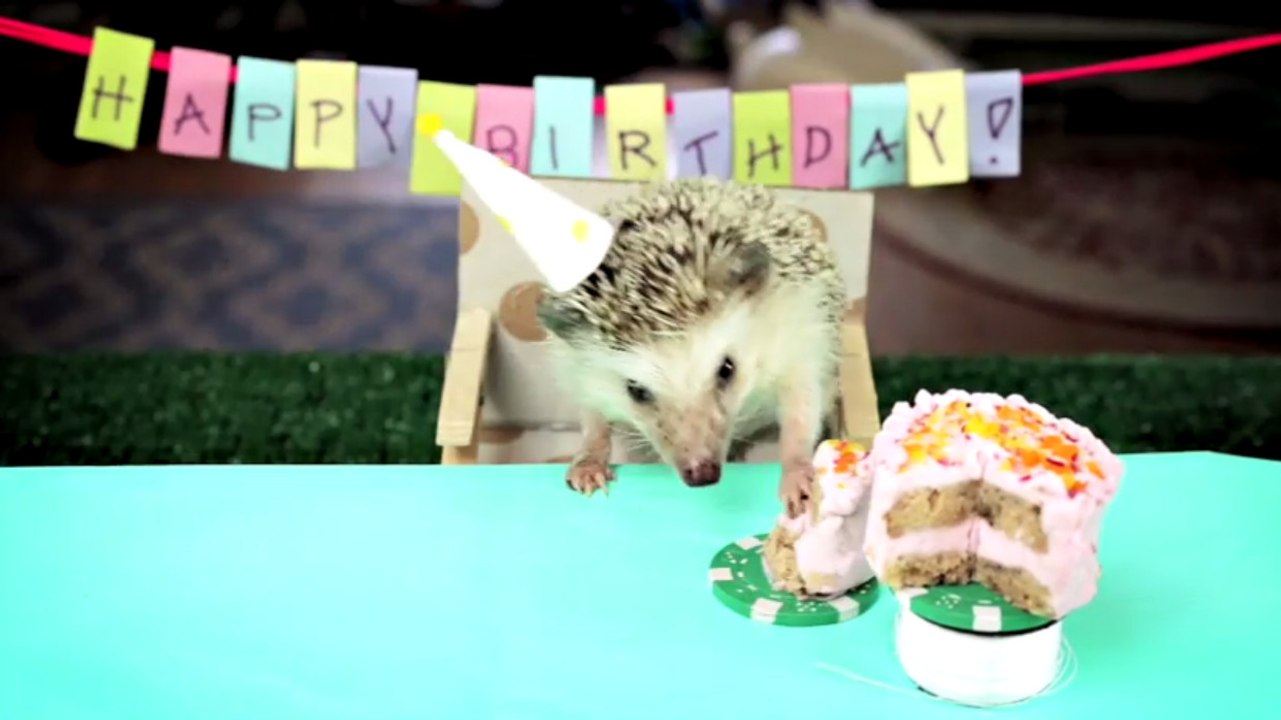 Ce petit hérisson fête son anniversaire. Il va vous faire fondre