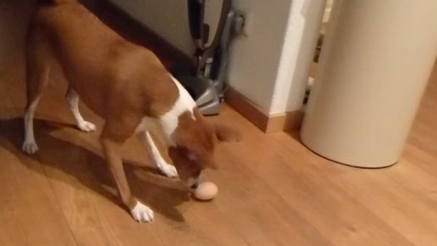 Ce chien a une étrange réaction quand il est confronté à un oeuf. Vous n'allez pas en revenir