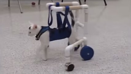 Né handicapé, ce chaton a réussi à marcher par miracle. Une histoire terriblement émouvante