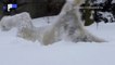 USA: une tempête de neige fait le bonheur d'un ours polaire