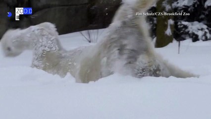 USA: une tempête de neige fait le bonheur d'un ours polaire