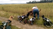 Ces chiens sont handicapés mais cela ne les empêche pas de s'amuser comme les autres. La preuve en images