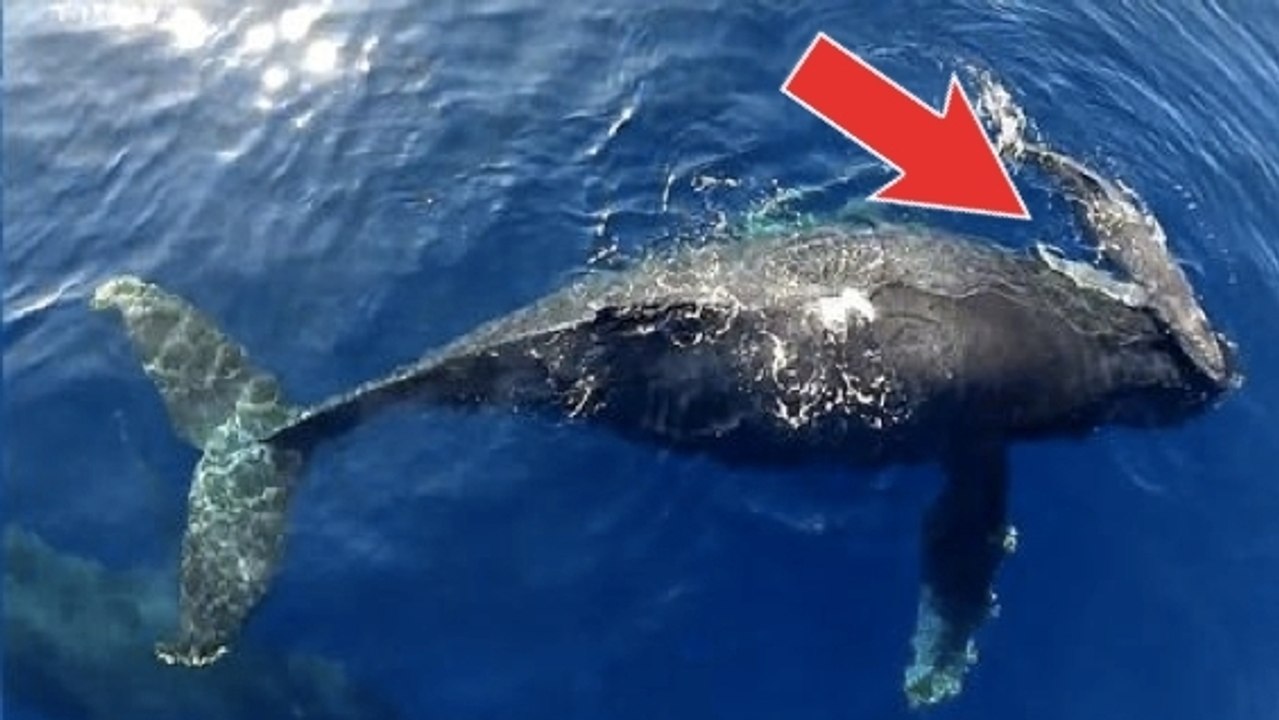 Ces dauphins et ces baleines ont été filmés à l...