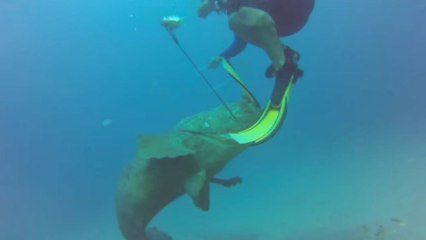 Un plongeur se fait attaquer par un mérou géant. Vous n'allez pas en revenir