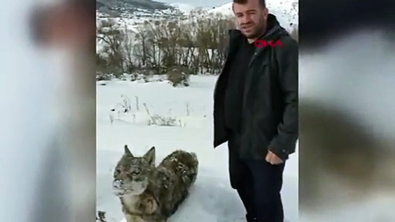 Soğuktan donmuş kurt bulundu