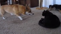 Ce corgi n'a qu'une envie : jouer avec le chat de la maison. Mais pas sûr que ce dernier soit d'accord