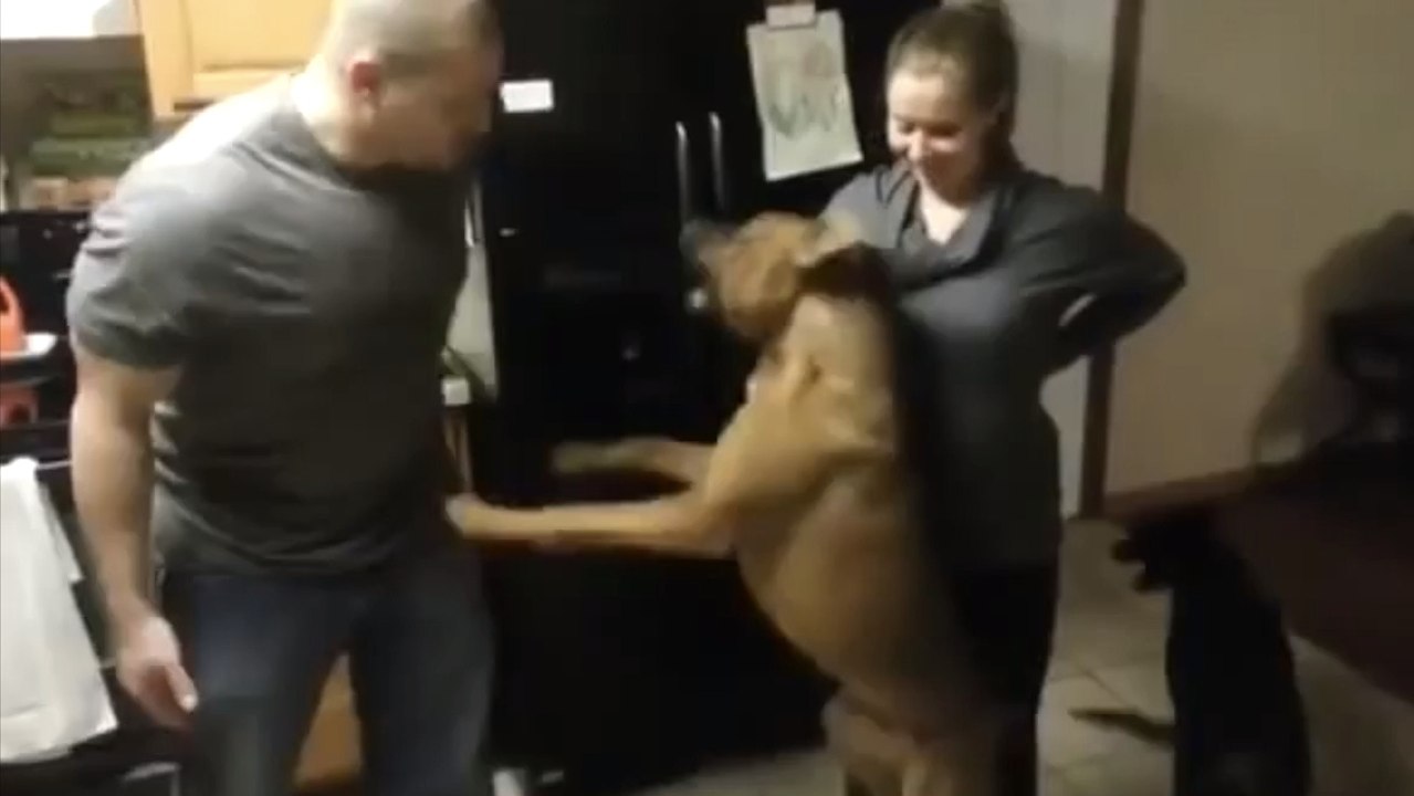 Ce chien est très protecteur. Il ne veut pas que l'on touche le ventre de sa maîtresse enceinte