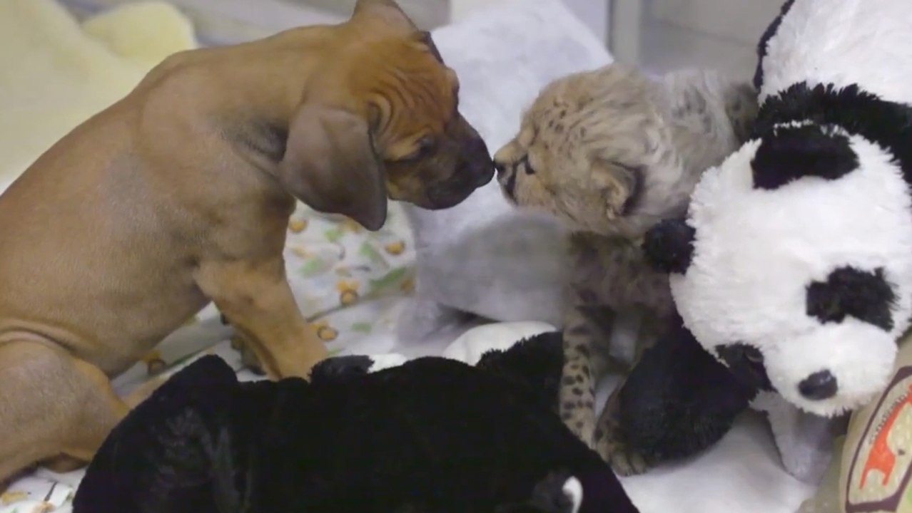 Cette amitié entre un chiot et un bébé guépard est incroyable. Vous allez fondre