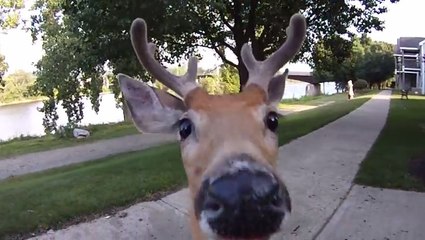 Ce cerf vient d'apercevoir une caméra pour la première fois. Et il est très intrigué par cette découverte