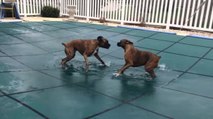 Ces deux Boxers adorent s'amuser sur la bâche de protection de la piscine. Un petit jeu adorable