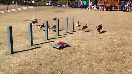 Ces chiens prennent en chasse une voiture téléguidée. Vous n'avez jamais vu ça !