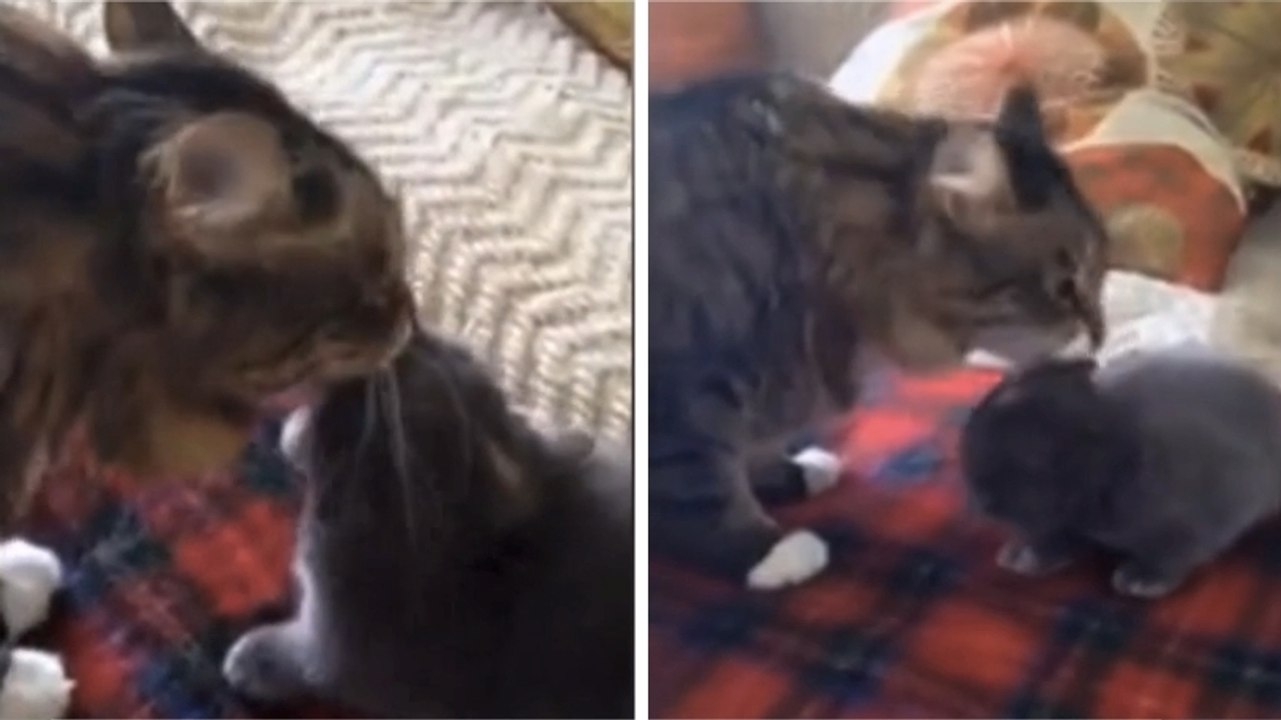 Cette maman chat est une vraie mère poule. Regardez-la s'occuper de son petit