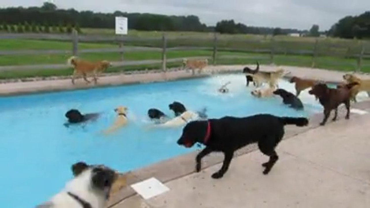Ces chiens font une petite fête. Et ils ont l'air de plutôt bien s'amuser !