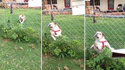 Ce chien fait la même erreur chaque jour. Vous ne devinerez jamais pourquoi