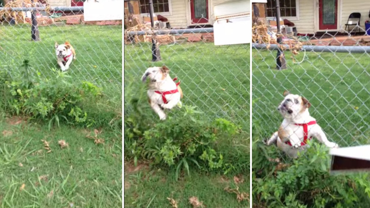 Ce chien fait la même erreur chaque jour. Vous ne devinerez jamais pourquoi