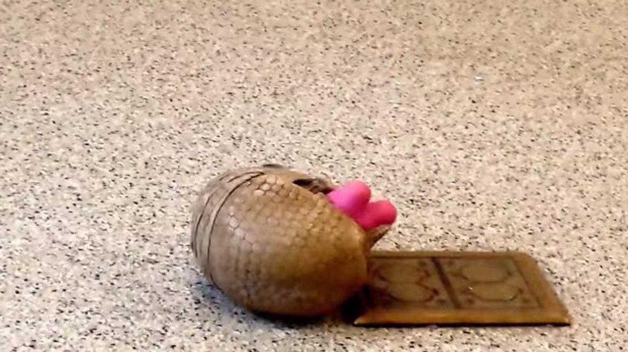 Ce tatou s'amuse comme un petit fou avec son jouet. Il va vous faire fondre