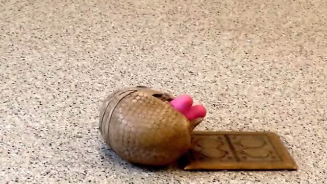 Ce tatou s'amuse comme un petit fou avec son jouet. Il va vous faire fondre