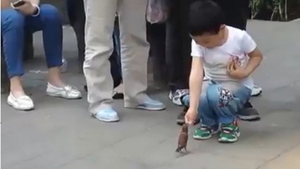 Dans les rues chinoises, ces oiseaux font la manche. Vous n'allez pas en revenir !