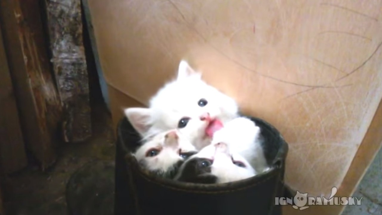 Ces trois petits chats ont trouvé une cachette idéale. Ils vont vous faire fondre