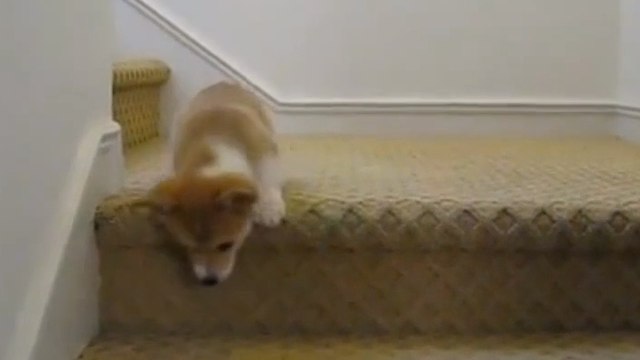 Ce bébé corgi doit descendre des escaliers pour la première fois de sa vie. Le résultat est terriblement mignon