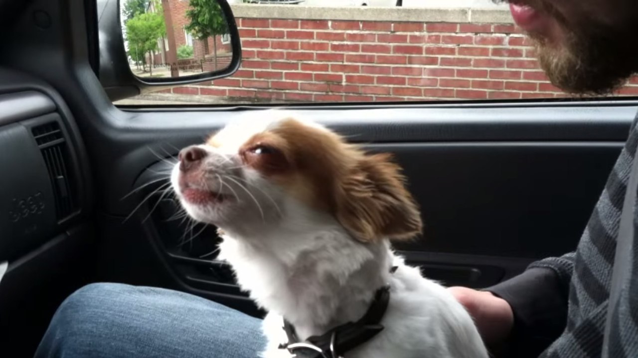 Ce chien est un passionné de musique. Découvrez son incroyable talent