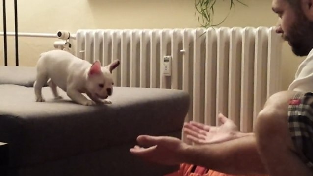 Ce chiot prend son courage à deux pattes pour sauter dans les bras de son maître. Vous allez fondre