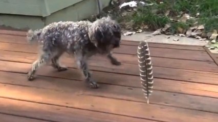 Ce chien se retrouve face à une plume. Et sa réaction est totalement inattendue !