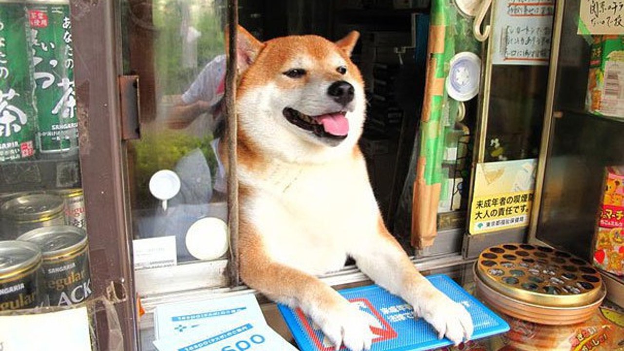 Pas de doute, ce vendeur est le plus mignon du monde ! Il va vous faire craquer