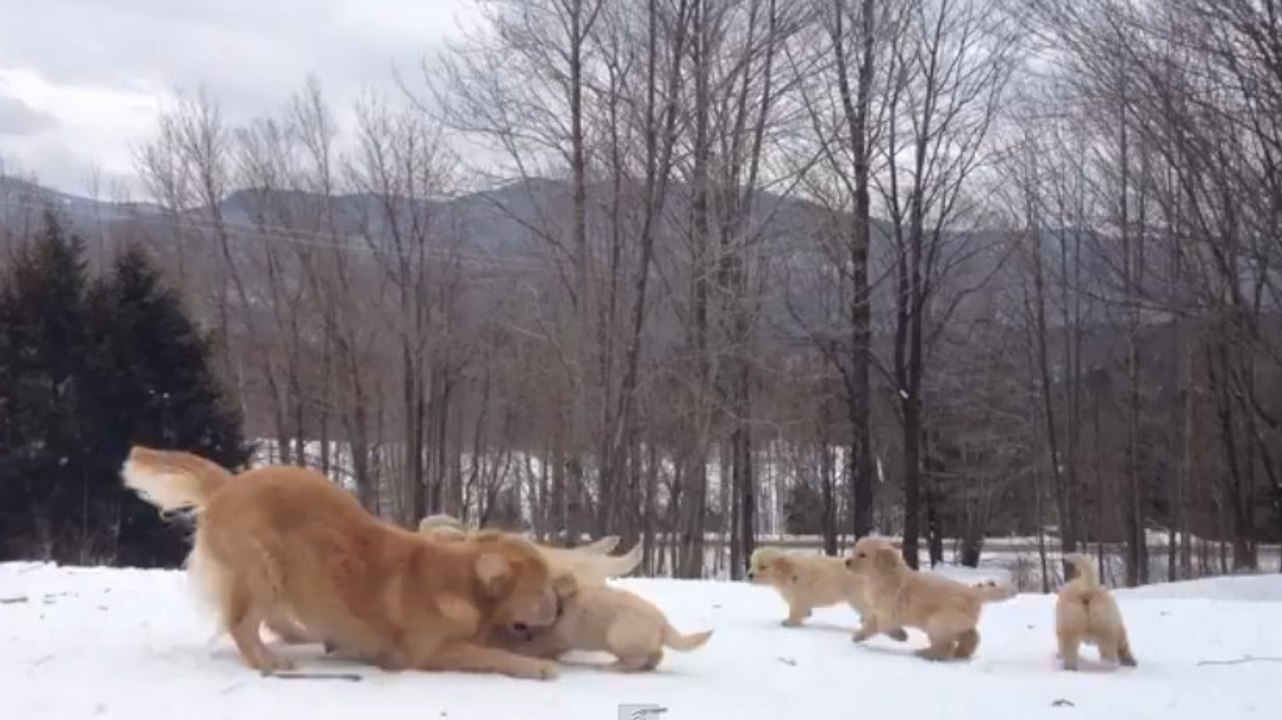 Cette chienne joue dans la neige avec ses petits. Cette petite famille va vous faire fondre !