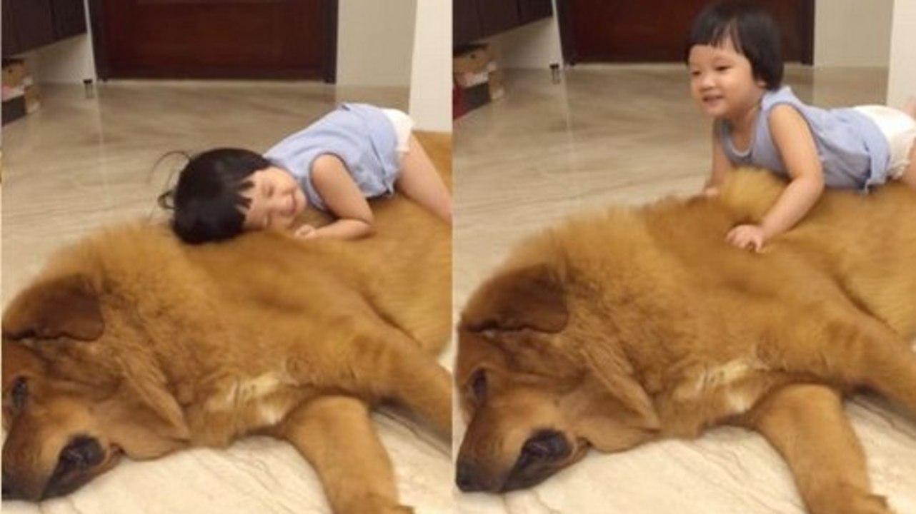 Ce chien est idéal pour faire une petite sieste. Et cette petite fille nous le prouve