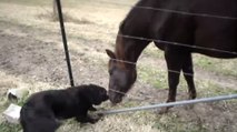 Cette chienne et ce cheval sont les meilleurs amis du monde. Regardez-les jouer ensemble