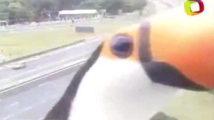 Ce toucan découvre une caméra de surveillance. Vous ne devinerez jamais sa réaction