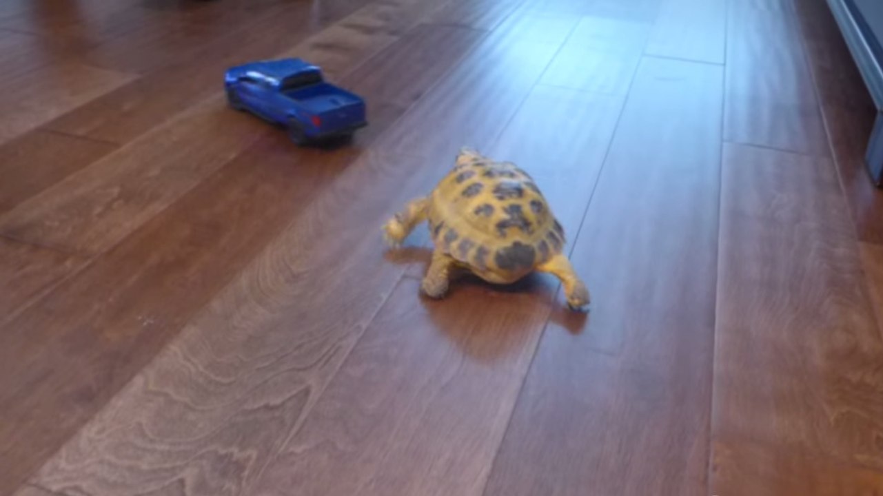 Une tortue prend en chasse un voiture télécommandée. Une course-poursuite haletante !