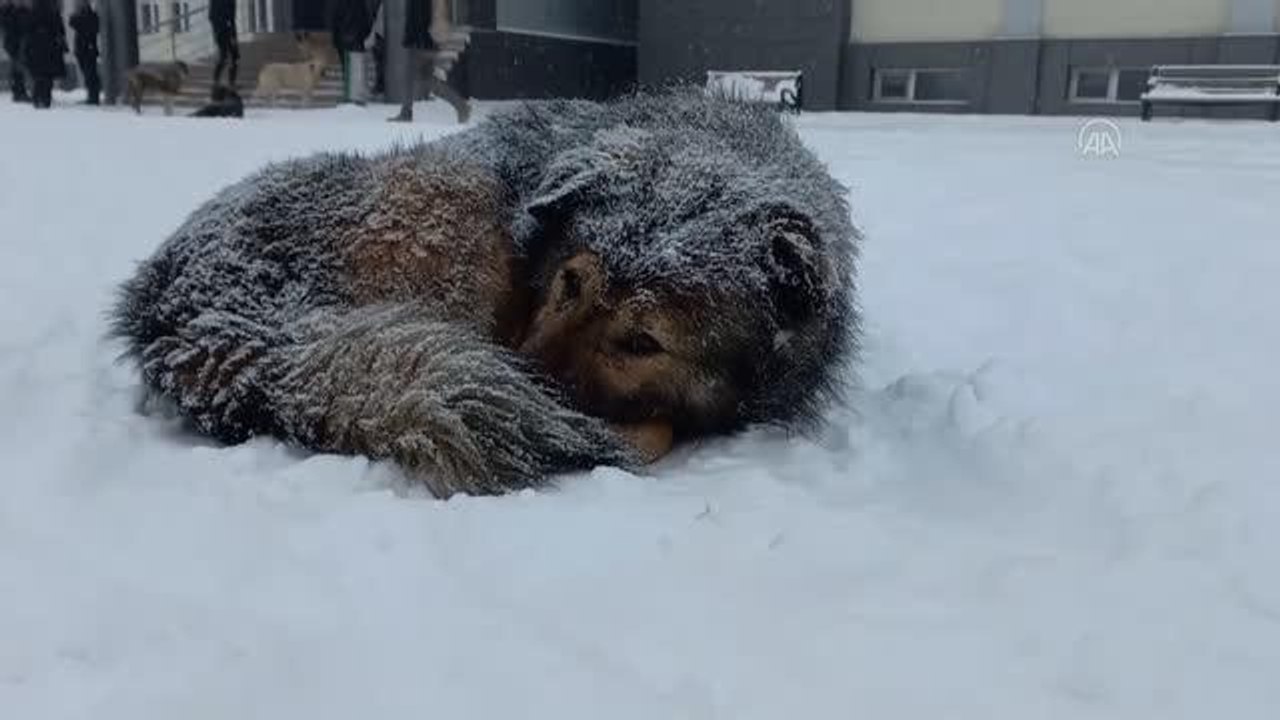 Sokakları dolaşan çocuklar "can dostlar"ı besledi