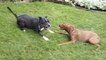 Ces deux chiens pleins d'énergie se chamaillent dans le jardin. Il va y avoir du sport !