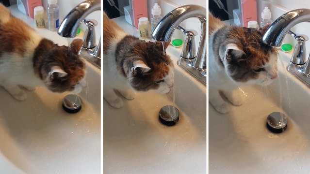 Ce chat a très envie de boire... Mais il ne semble pas très doué