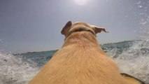 Ce chien veut voir la mer... Et pour y parvenir, il est prêt à tout