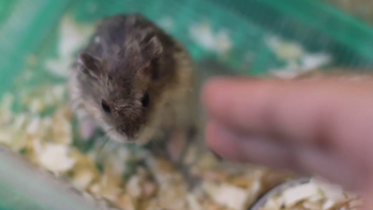 Ces hamsters sont bons pour les Oscars ! Découvrez leur talent de comédie