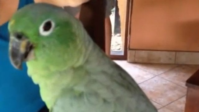 Ce perroquet est mort de rire. Vous n'allez pas en revenir