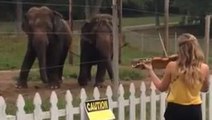 Ce couple d'éléphants adore danser sur un air de violon. Une scène des plus cocasses