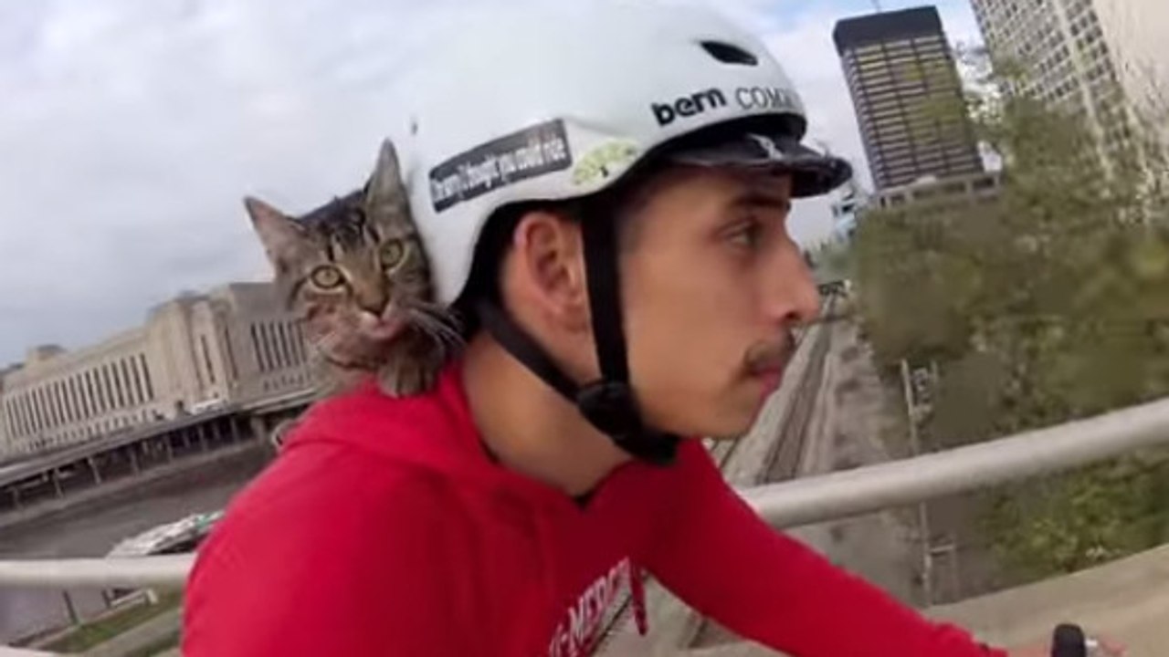 Ce chat adore faire du vélo avec son maître... Vous n'allez pas en revenir !