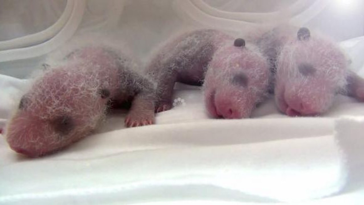 Les premiers triplés pandas du monde sont nés d...