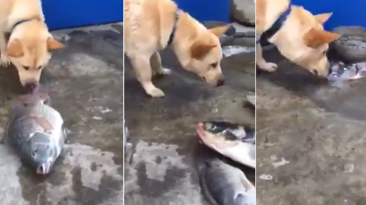 Ce chien est le plus gentil du monde. Il veut absolument sauver la vie de ces poissons hors de l'eau