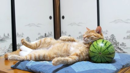 Ce chat utilise une pastèque comme coussin. Mais ce n'est pas une très bonne idée...