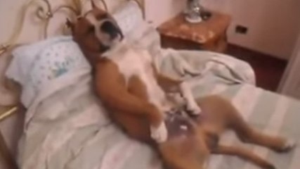 Pour se relaxer, ce chien aime se prendre pour un humain. Le résultat est très étonnant !