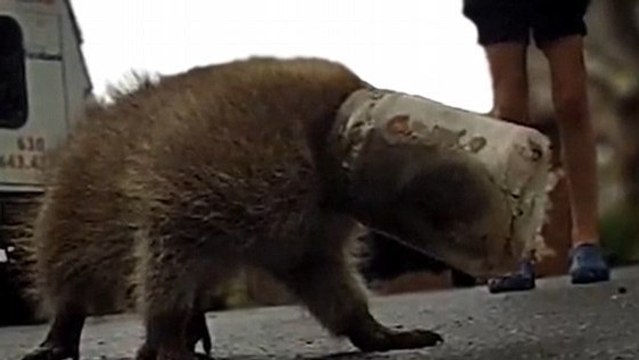 Ce raton laveur s'est retrouvé la tête coincée dans un bocal. Mais cet homme est venu le secourir