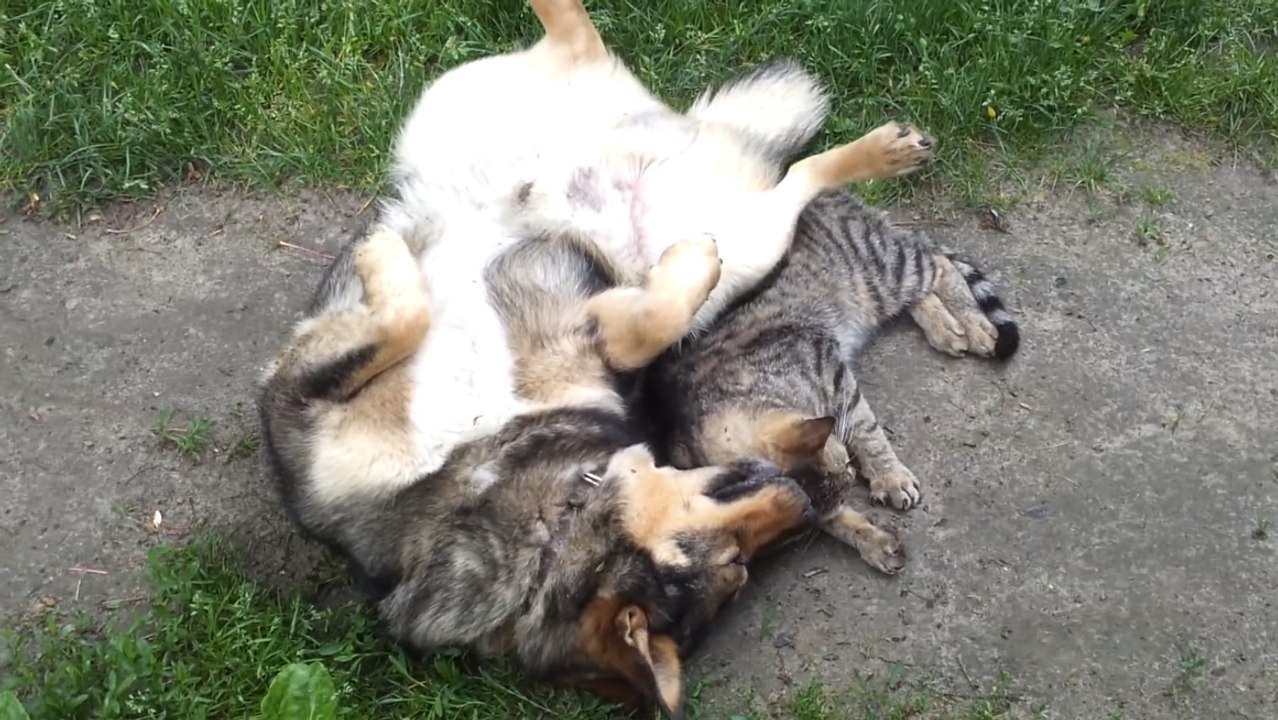 Ce chien adore se chamailler avec son félin de compagnon. Un petit jeu attendrissant