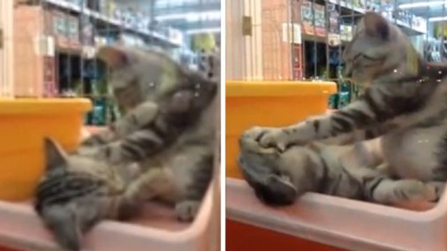 Ce chat adore faire des massages. Et ce n'est pas son compère qui va s'en plaindre !